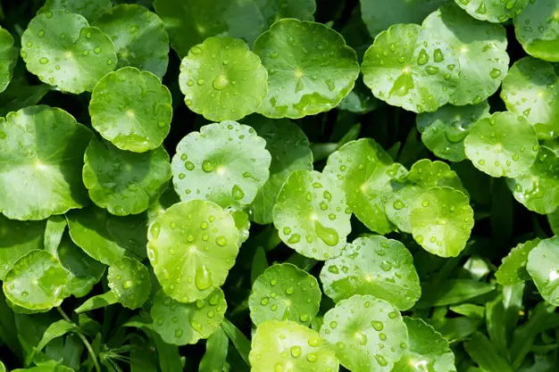 Manfaat daun pegagan untuk kecantikan © freepik.com Manfaat daun pegagan untuk kecantikan © freepik.com