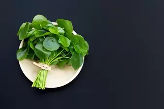 Manfaat daun pegagan untuk kecantikan © freepik.com Manfaat daun pegagan untuk kecantikan © freepik.com