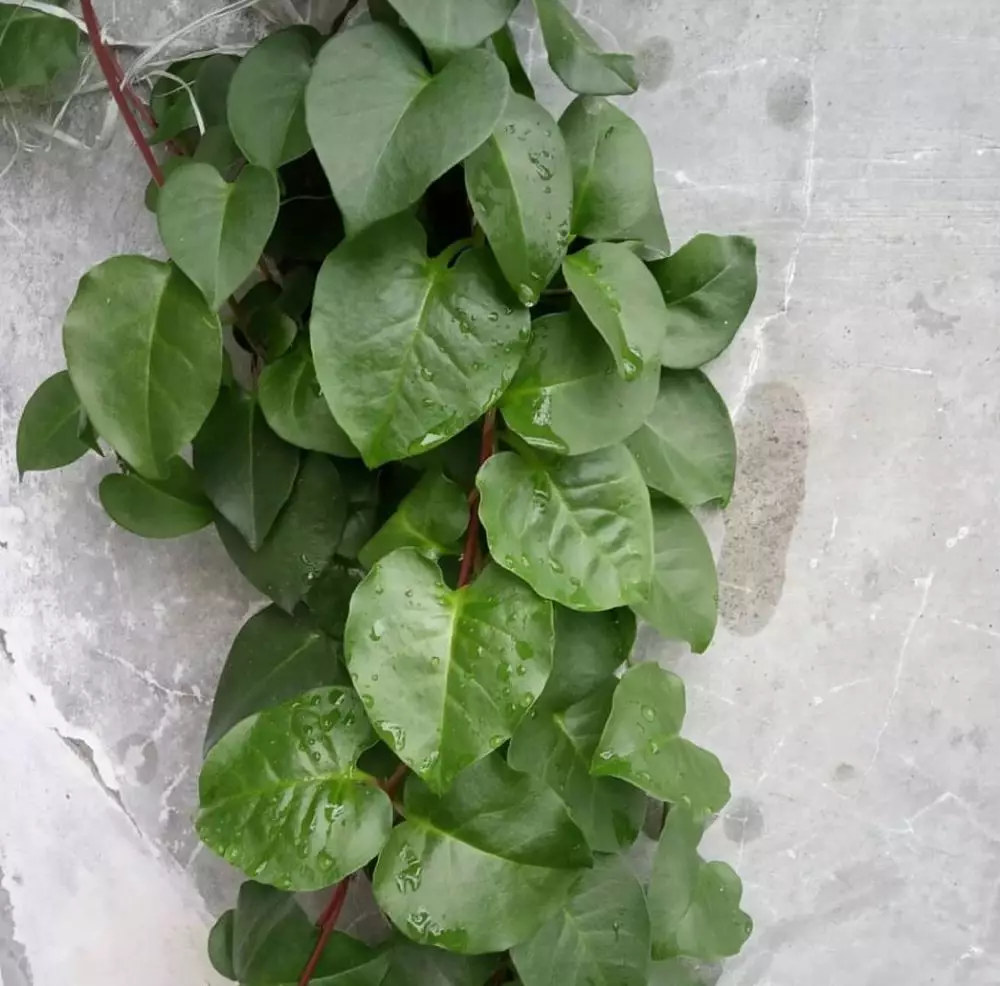 Daun penghilang flek hitam di wajah pixabay/Instagram/freepik