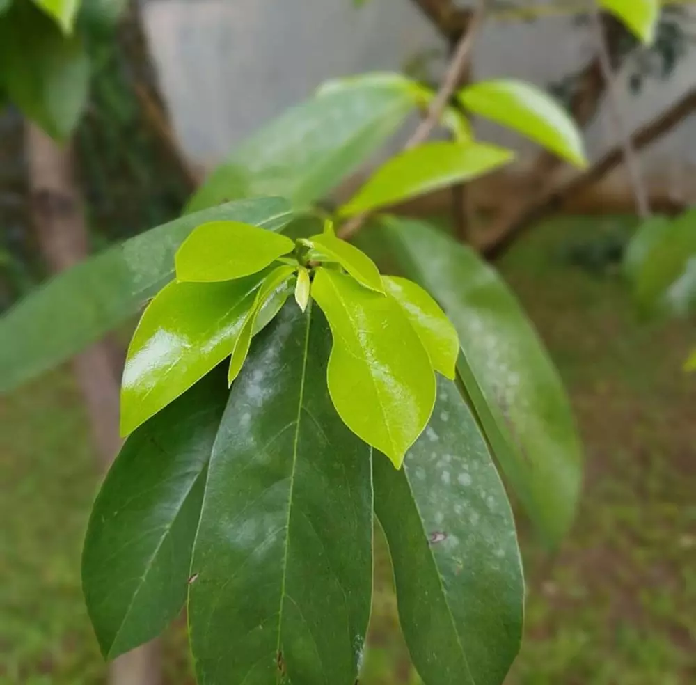 Daun penghilang flek hitam di wajah pixabay/Instagram/freepik