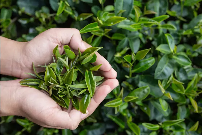 Tips mencerahkan underarms secara alami Berbagai sumber Tips mencerahkan underarms secara alami Berbagai sumber