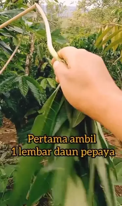 Trik menghitamkan rambut cuma pakai 1 bahan alami Berbagai sumber