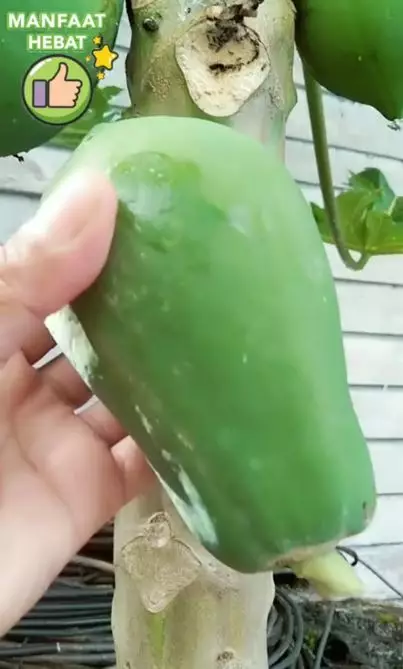 Cara haluskan tumit yang pecah-pecah pakai 1 jenis buah Berbagai sumber Cara haluskan tumit yang pecah-pecah pakai 1 jenis buah Berbagai sumber