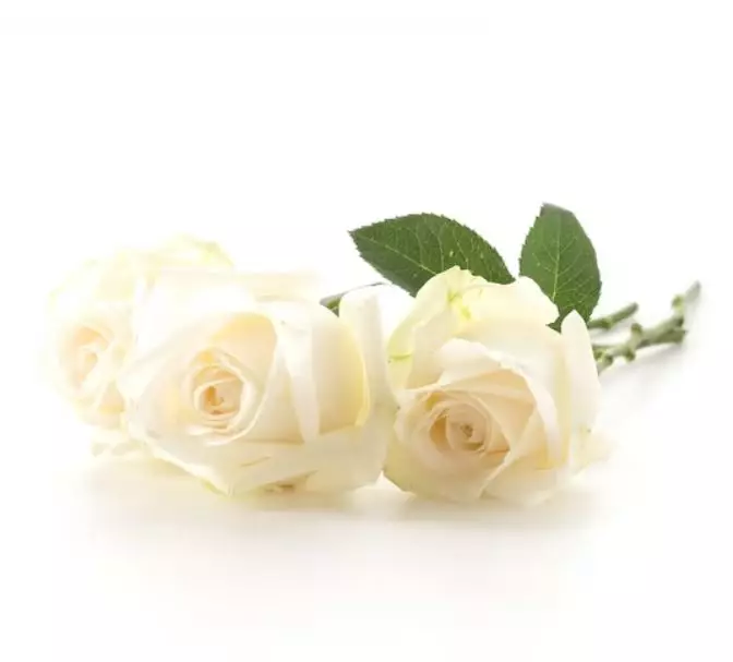 Cara membuat masker agar wajah awet muda pakai 1 jenis bunga Berbagai sumber