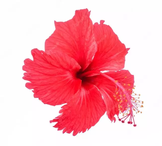 Trik membuat rambut berkilau cuma pakai 1 jenis bunga Berbagai sumber Trik membuat rambut berkilau cuma pakai 1 jenis bunga Berbagai sumber