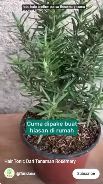 cara membuat hair tonic hanya pakai 1 jenis daun berbagai sumber