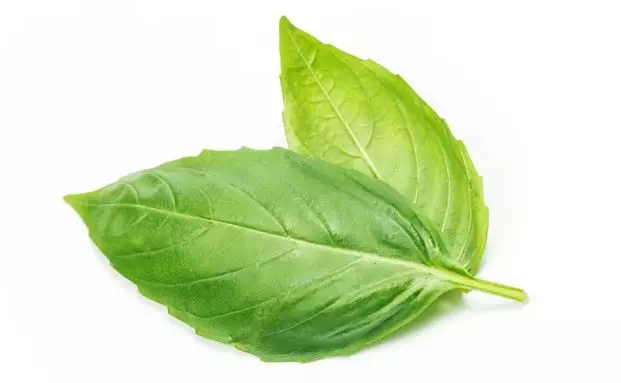 Cara atasi rontok pakai hair oil dari 1 jenis daun Berbagai sumber Cara atasi rontok pakai hair oil dari 1 jenis daun Berbagai sumber