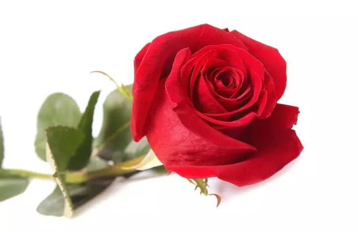 Cara membuat toner untuk dapatkan wajah glowing pakai 1 jenis bunga Berbagai sumber