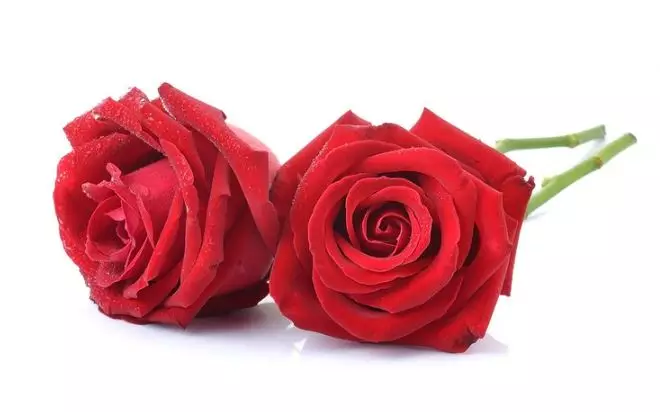 Cara membuat spray rambut untuk atasi rontok pakai 2 jenis bunga Berbagai sumber