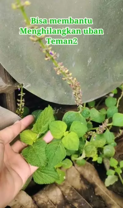 Cara mengatasi uban dan rambut kusam pakai hair tonic dari 1 jenis daun Berbagai sumber