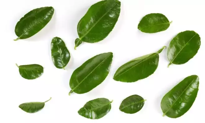 Trik hilangkan bau badan dan keringat berlebih pada ketiak pakai 1 jenis daun Berbagai sumber