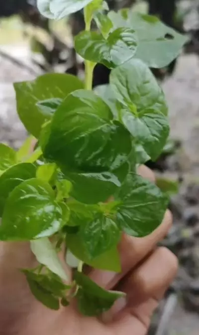 Trik hempaskan flek hitam pakai toner dari 1 jenis tanaman herbal Berbagai sumber