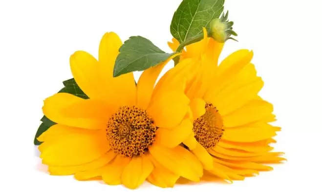 Trik membersihkan wajah pakai face oil dari 2 jenis bunga Berbagai sumber