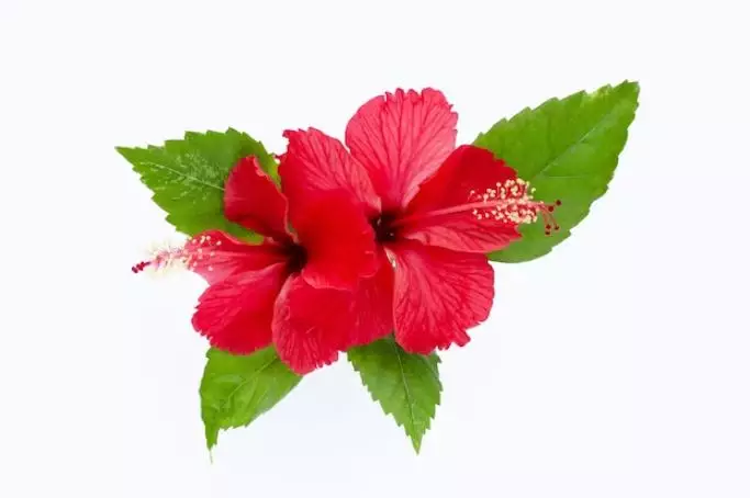 Melembutkan dan menumbuhkan rambut pakai 1 jenis daun Berbagai sumber