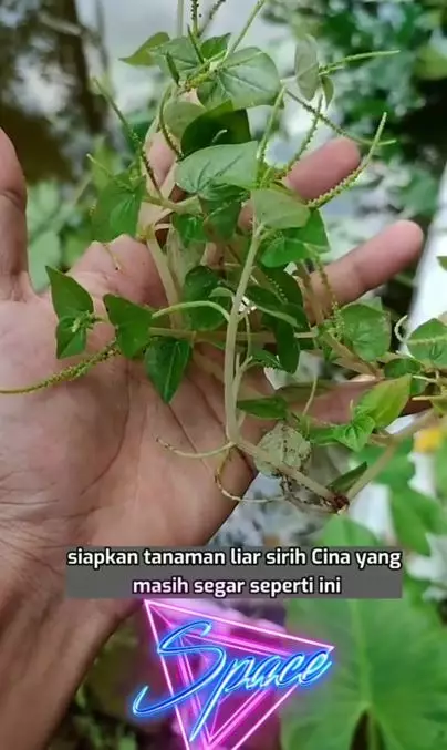 Bikin wajah glowing secara alami pakai 1 tanaman herbal Berbagai sumber
