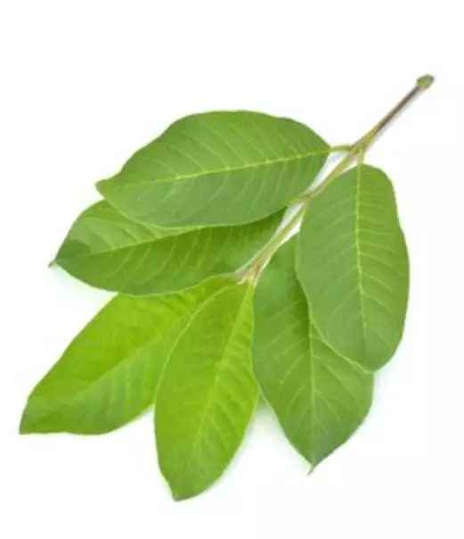 Cegah uban agar tak tumbuh lagi pakai 1 jenis daun Berbagai sumber Cegah uban agar tak tumbuh lagi pakai 1 jenis daun Berbagai sumber