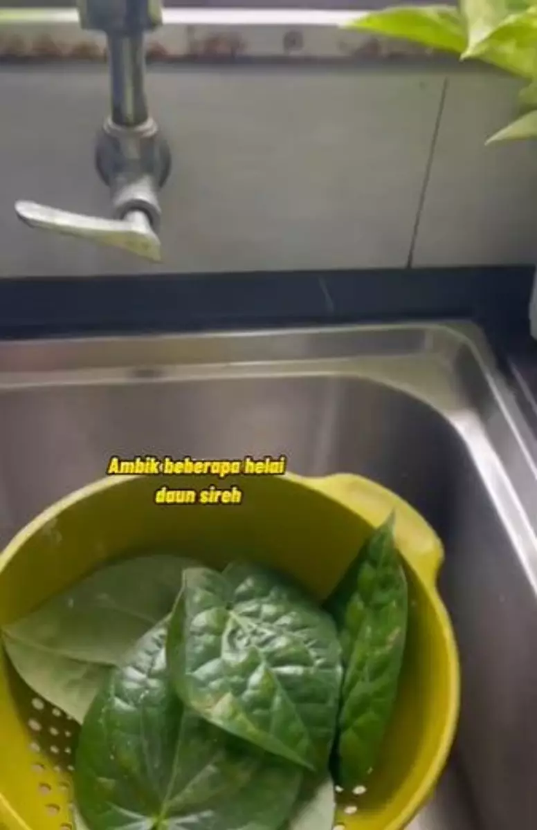 Daun sirih dan garam atasi bau napas tak sedap Berbagai sumber Daun sirih dan garam atasi bau napas tak sedap Berbagai sumber