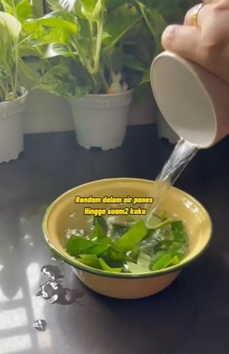 Daun sirih dan garam atasi bau napas tak sedap Berbagai sumber Daun sirih dan garam atasi bau napas tak sedap Berbagai sumber