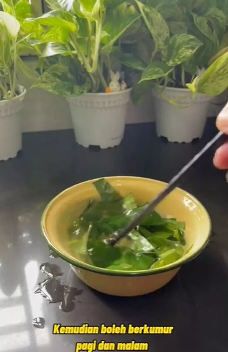 Daun sirih dan garam atasi bau napas tak sedap Berbagai sumber Daun sirih dan garam atasi bau napas tak sedap Berbagai sumber