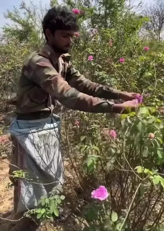 bikin rosewater berbagai sumber