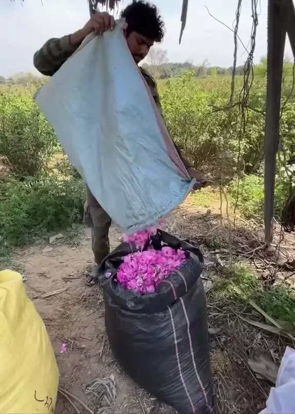 bikin rosewater berbagai sumber