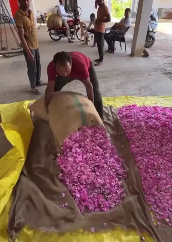 bikin rosewater berbagai sumber