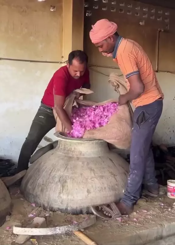 bikin rosewater berbagai sumber