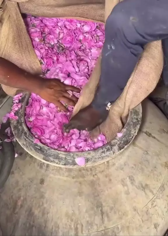 bikin rosewater berbagai sumber