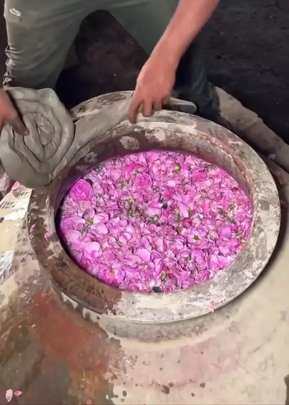 bikin rosewater berbagai sumber
