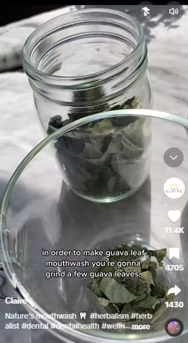 Daun jambu biji bisa atasi bau mulut tak sedap Berbagai sumber Daun jambu biji bisa atasi bau mulut tak sedap Berbagai sumber