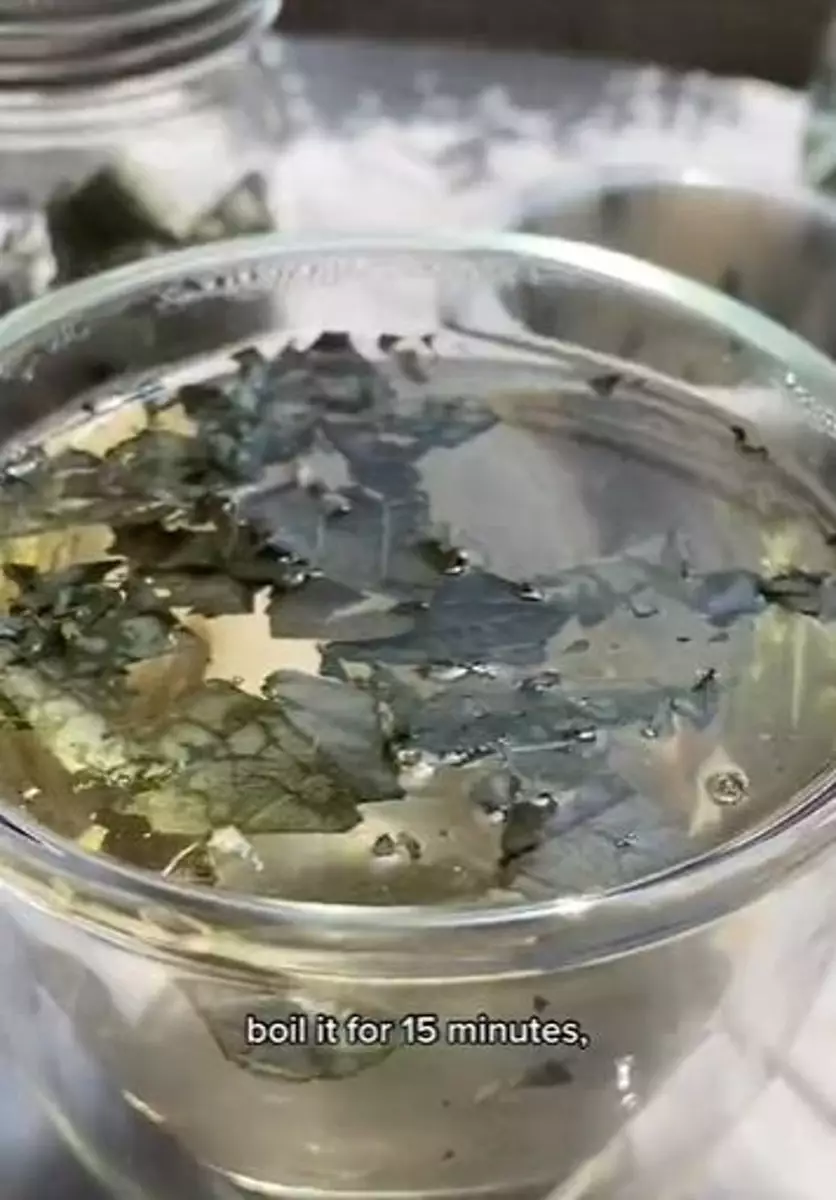 Daun jambu biji bisa atasi bau mulut tak sedap Berbagai sumber Daun jambu biji bisa atasi bau mulut tak sedap Berbagai sumber