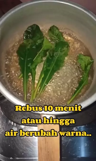 Uban tak tumbuh lagi cuma pakai 1 jenis tanaman liar Berbagai sumber