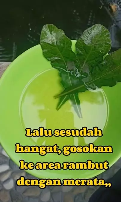 Uban tak tumbuh lagi cuma pakai 1 jenis tanaman liar Berbagai sumber