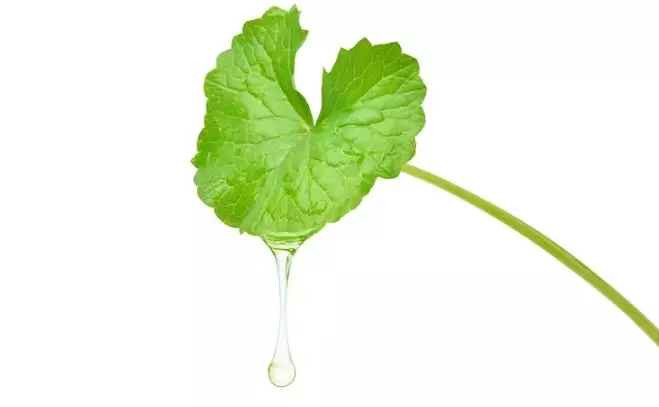 Kencangkan wajah kendur pakai 1 jenis daun Berbagai sumber