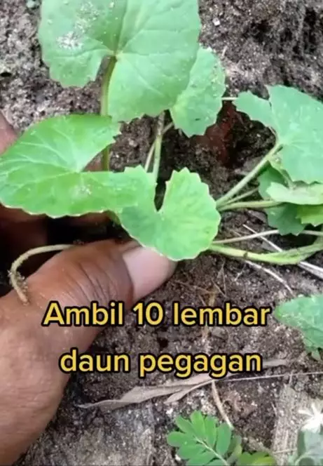 Kencangkan wajah kendur pakai 1 jenis daun Berbagai sumber
