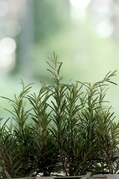 hilangkan uban agar rambut hitam © Instagram hilangkan uban agar rambut hitam © Instagram