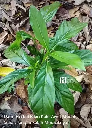 Atasi wajah keriput agar awet muda pakai daun mengkudu Berbagai sumber Atasi wajah keriput agar awet muda pakai daun mengkudu Berbagai sumber