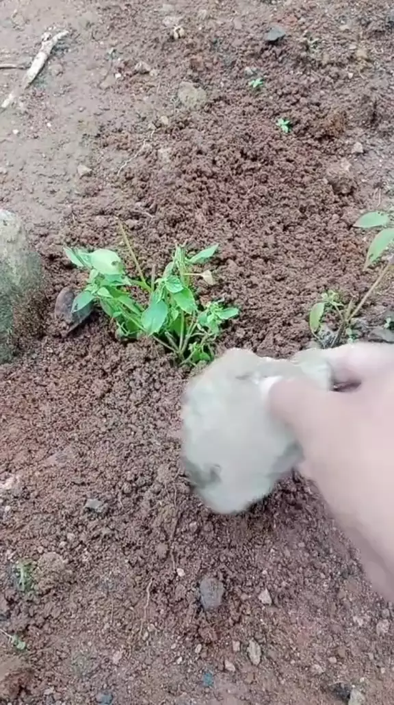 tanam kemangi di rumah © TikTok tanam kemangi di rumah © TikTok