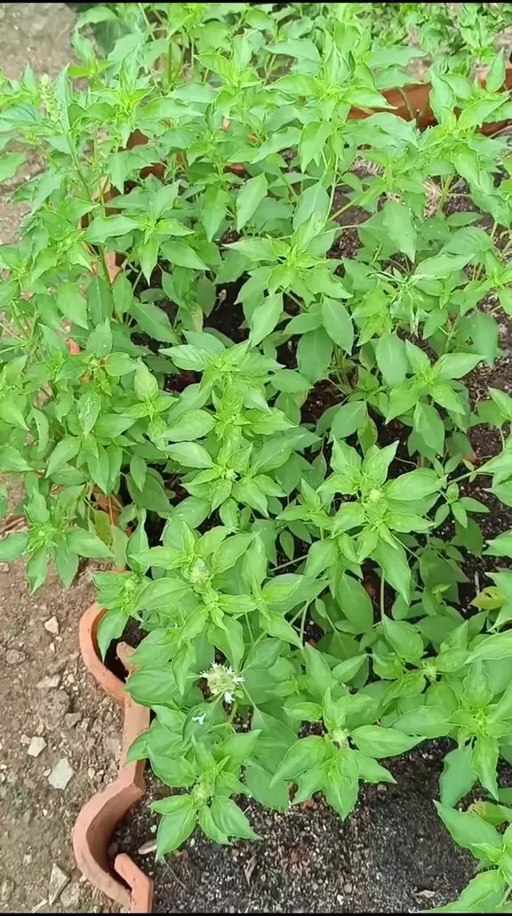 tanam kemangi di rumah © TikTok tanam kemangi di rumah © TikTok