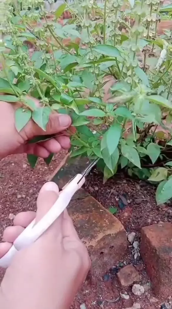 tanam kemangi di rumah © TikTok tanam kemangi di rumah © TikTok