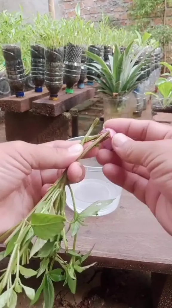 tanam kemangi di rumah © TikTok tanam kemangi di rumah © TikTok