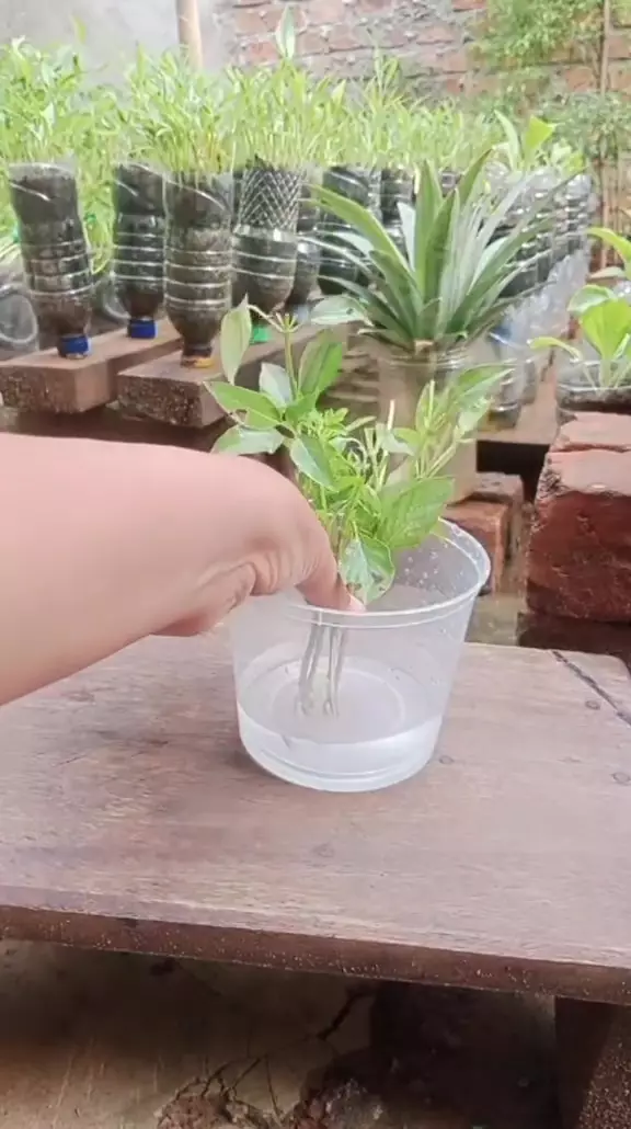 tanam kemangi di rumah © TikTok tanam kemangi di rumah © TikTok