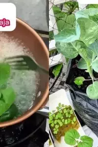 Tak biasa! Pria ini gunakan air rebusan mi untuk pupuk alami tanaman, ternyata begini manfaatnya