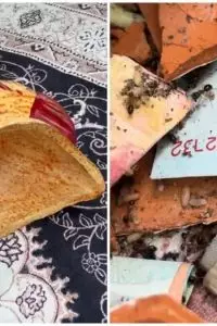 Awalnya curiga celengan terasa ringan, pria ini bongkar tabungannya yang ternyata habis digigit rayap